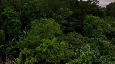♪ ♪ NARRATOR: The vast Amazon. - Nova