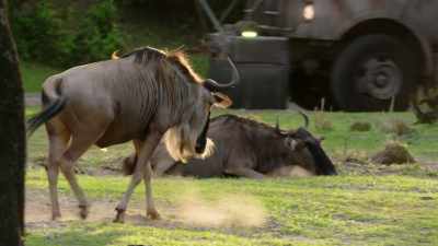 NARRATOR:
The wildebeest tire themselves out... - Magic of Disney's Animal Kingdom
