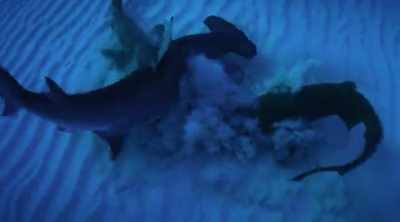 NARRATOR: Their
adaptations make them - Shark Attack Files