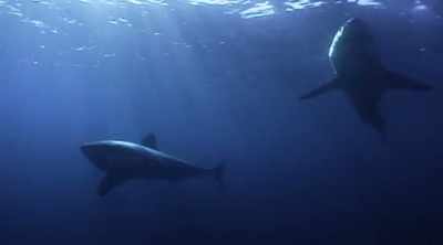 NARRATOR: There may be
a deadly duo out there - Shark Attack Files