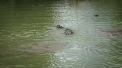 NARRATOR:
These amorous amphibians bump noses - United States of Animals