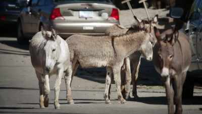 NARRATOR: These donkeys are wild,
but it seems nobody told them. - United States of Animals