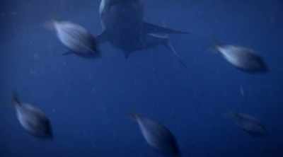 NARRATOR: These electroreceptors
are so fine-tuned - Shark Attack Files