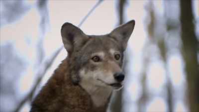 NARRATOR: These red wolf reserves
could be your only opportunity - United States of Animals