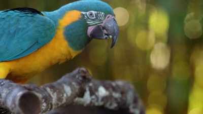 -NARRATOR: They both pass the first test.
-(MACAWS SQUAWKING) - Magic of Disney's Animal Kingdom