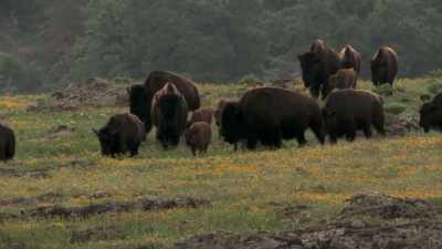 Narrator: They had walked,
she said, into Mount Scott-- - The American Buffalo