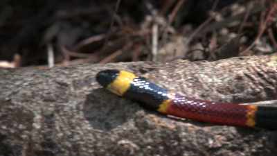 NARRATOR: They're also super poisonous. - United States of Animals