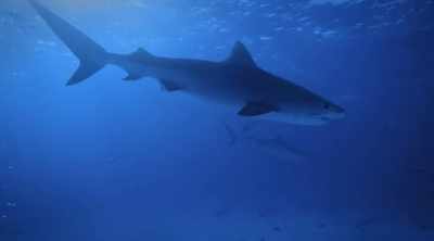 NARRATOR: They're soon surrounded
by more sharks than they can count. - Shark Attack Files
