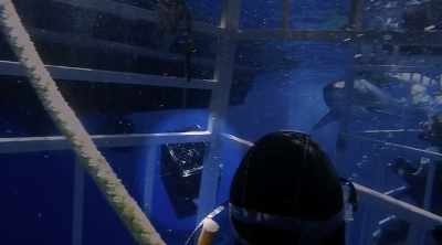 NARRATOR: This highlighted
bait box is full of chum. - Shark Attack Files