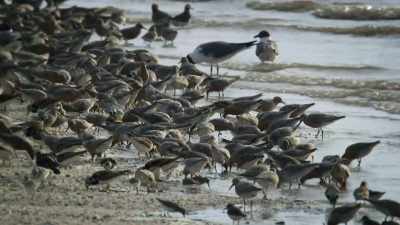 NARRATOR: This red knot
has to double its weight - United States of Animals