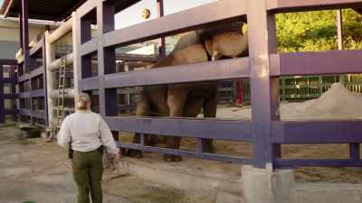 NARRATOR: This specialty camera
will reveal - Magic of Disney's Animal Kingdom