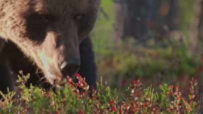 NARRATOR: This spot
in Finland's taiga forest - Wild Nordic