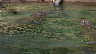 NARRATOR: This type of behavior
is completely natural. - Magic of Disney's Animal Kingdom