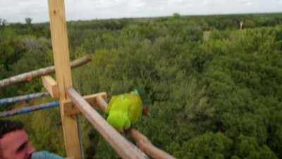 NARRATOR: Time for everyone to fly home. - Magic of Disney's Animal Kingdom