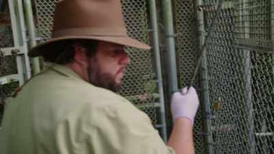 NARRATOR: Time for Mr. Campbell to show
how his target training is coming along. - Magic of Disney's Animal Kingdom