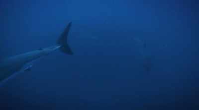 NARRATOR: To confirm
such a behavior, - Shark Attack Files
