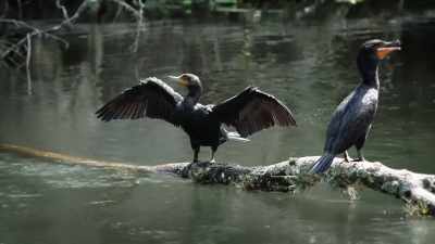 NARRATOR: We're on a remote river - United States of Animals
