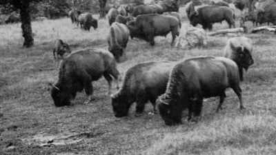 Narrator: What captivated
Baynes the most - The American Buffalo