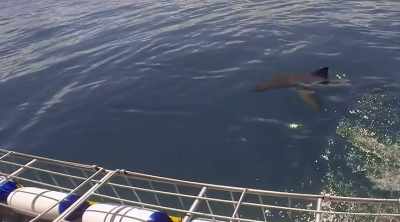 NARRATOR: What they get
is more like a torpedo. - Shark Attack Files