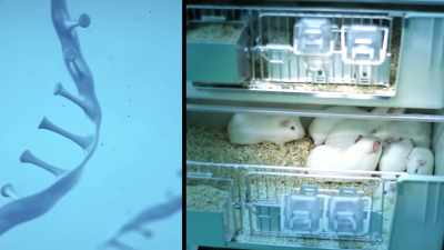 Narrator: When
injected into mice, - The Vaccine: Conquering COVID