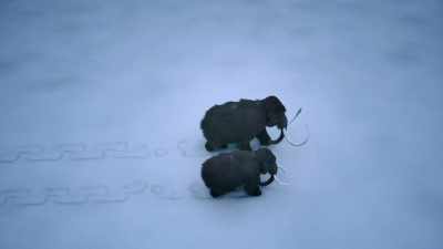 NARRATOR: Whether or not
mammoths are out there, - The Alaska Triangle