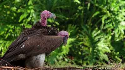 NARRATOR: While Carri and Bones incubate
their dummy egg in the nest, - Magic of Disney's Animal Kingdom