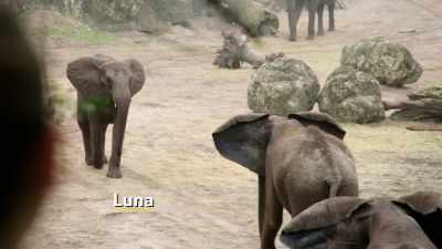 NARRATOR: While the others say
a friendly hello, - Magic of Disney's Animal Kingdom
