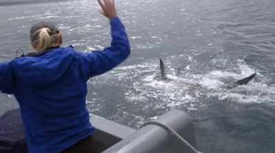 NARRATOR: White sharks
combine bite force and - Shark Attack Files