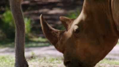 NARRATOR: With his face in better shape, - Magic of Disney's Animal Kingdom