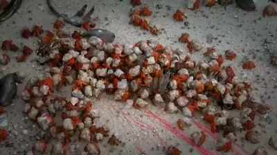  Narrator: With help from
 their smaller strawberry
 hermit crab cousins, - Expedition Amelia
