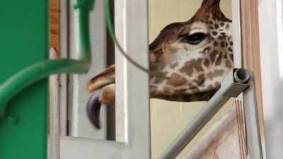 NARRATOR: With Kenya unwilling
to play along... - Magic of Disney's Animal Kingdom