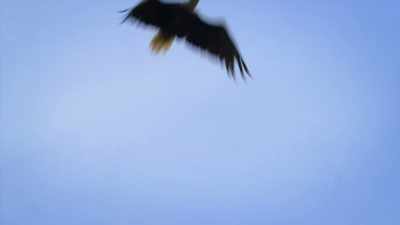 NARRATOR:
With the bald eagles flying cover, - United States of Animals