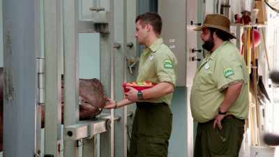 NARRATOR: With the small talk over,
it's time to open wide... - Magic of Disney's Animal Kingdom