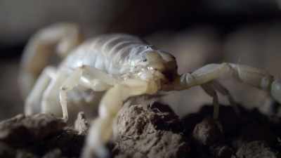 NARRATOR: You probably know
scorpions hide from the sun. - United States of Animals
