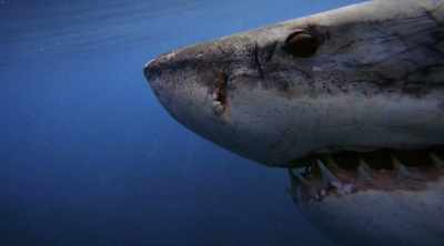 NARRATOR: You've
heard the stories - Shark Attack Files