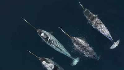 Narwhal, - Frozen Planet II