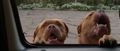 Nasty—ass dogs. - The Italian Job