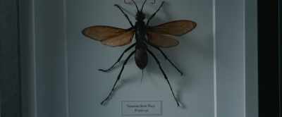 Nasty sting. - The Wasp