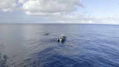 "National Geographic photographer
Brian Skerry" - Secrets of the Whales