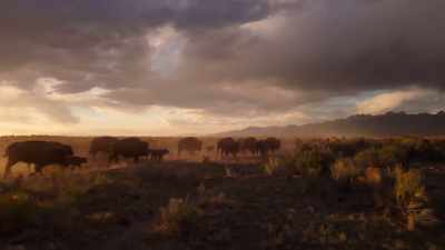 Native peoples
oversee 20,000 of them. - The American Buffalo