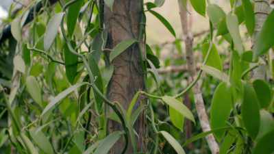Native to the north
of Veracruz, - Eva Longoria: Searching for Mexico