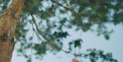 Nature just knows instinctively how to stay in harmony. - Midsommar