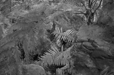 Nazi hyena dead now. - Tarzan Triumphs