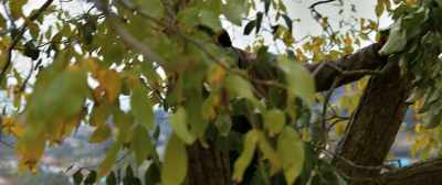 Nazmi, push that tin closer. - The Wild Pear Tree