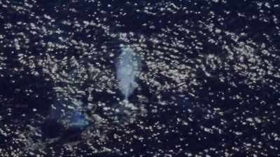"Nearby... far stranger..." - Secrets of the Whales