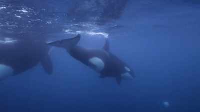 ''Nearby, another resident pod'' - Secrets of the Whales