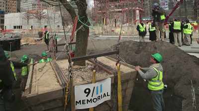 Nearby, the Survivor
Tree, a calorie-pair tree - 9/11: The Day the World Stood Still