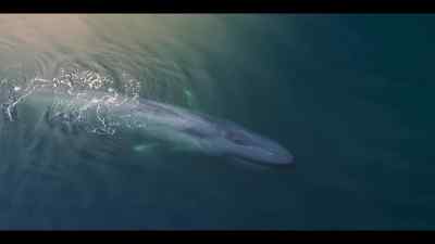 Nearly 100 feet long - Our Oceans
