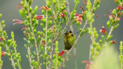 Nearly 9,000,
many needing pollinators. - The Green Planet