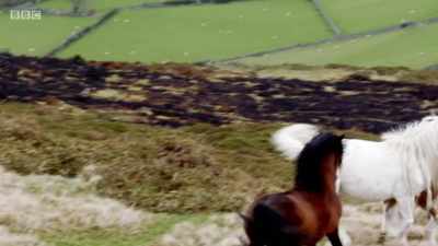 NEIGHING - Wales: Land of the Wild